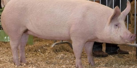 Svinja - opis i karakteristike